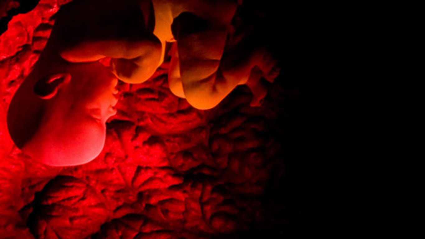 Menschlicher Embryo in einem 3D-Film zur menschlichen Entwicklung.