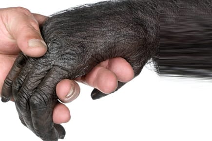 Menschen-Affen-Beziehung: Eine bestimmte Virenart kann - anders als bisher gedacht - von einem zum anderen übertragen werden