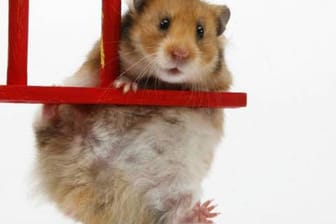 Hamster sind pflegeleicht, aber nicht ganz billig