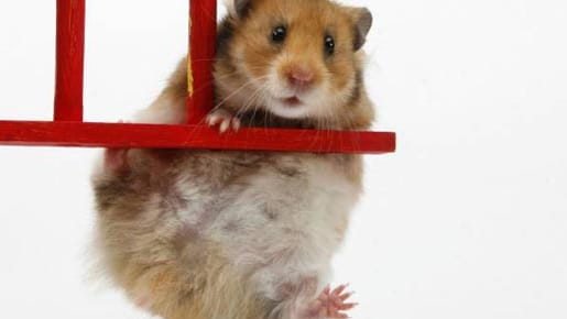 Hamster sind pflegeleicht, aber nicht ganz billig