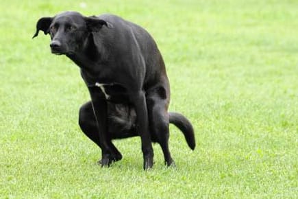 Hunde: Ein lautes "Aus" hindert den daran, im Garten sein Geschäft zu machen.