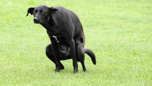 Hunde: Ein lautes "Aus" hindert den daran, im Garten sein Geschäft zu machen.