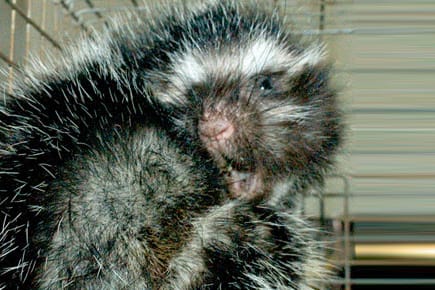 Mähnenratten setzen Gift gegen Raubtiere ein