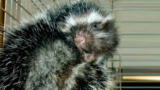 Mähnenratten setzen Gift gegen Raubtiere ein