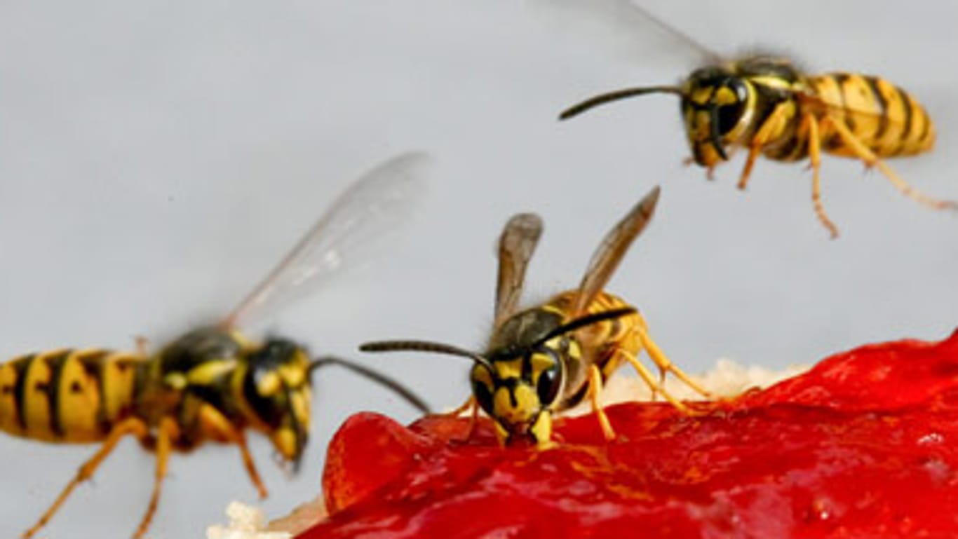 Wegen des warmen Frühjahrs wird es in diesem Jahr besonders viele Wespen geben