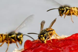 Wegen des warmen Frühjahrs wird es in diesem Jahr besonders viele Wespen geben