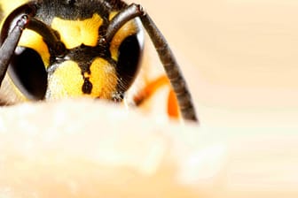 Wespen lieben süßes und hassen wildes herumfuchteln.
