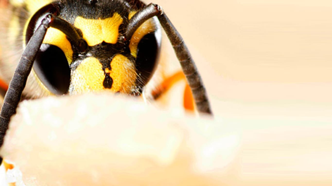 Wespen lieben süßes und hassen wildes herumfuchteln.