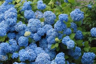 Blaue Hortensien sind eine Augenweide - nur verblassen sie schnell.