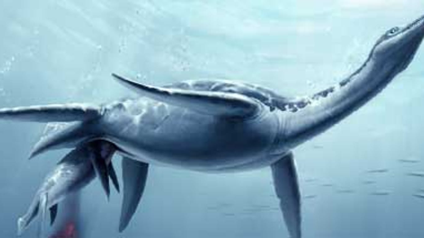 Der Plesiosaurier brachte seine Jungen - wie Wal und Delfin - lebend zur Welt