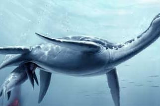 Der Plesiosaurier brachte seine Jungen - wie Wal und Delfin - lebend zur Welt