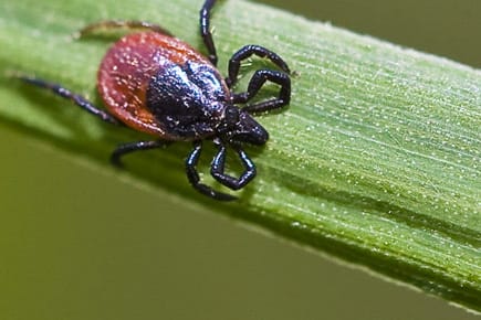 Zecken lauern auch im heimischen Garten.