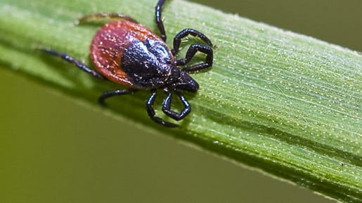 Zecken lauern auch im heimischen Garten.