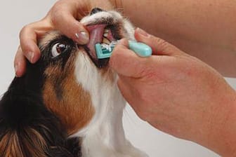 Hundezahnbürsten können faulen Zähnen vorbeugen.