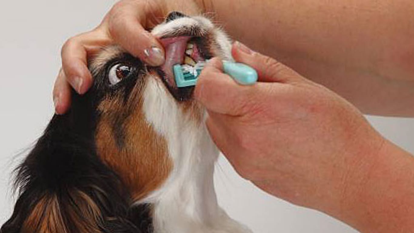 Hundezahnbürsten können faulen Zähnen vorbeugen.