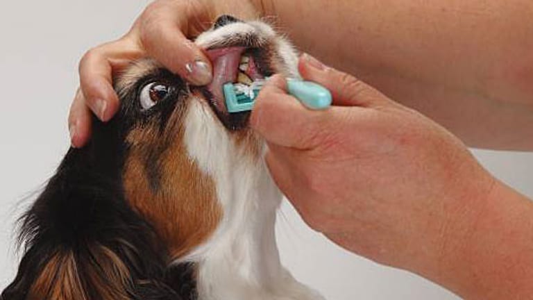 Hunde: Vermehrtes Speicheln kann auf faulen Zahn hindeuten