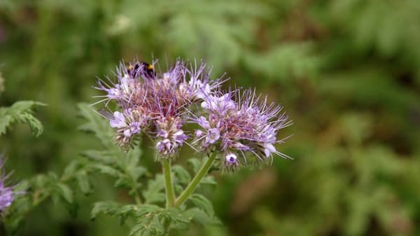 Bienenfreund