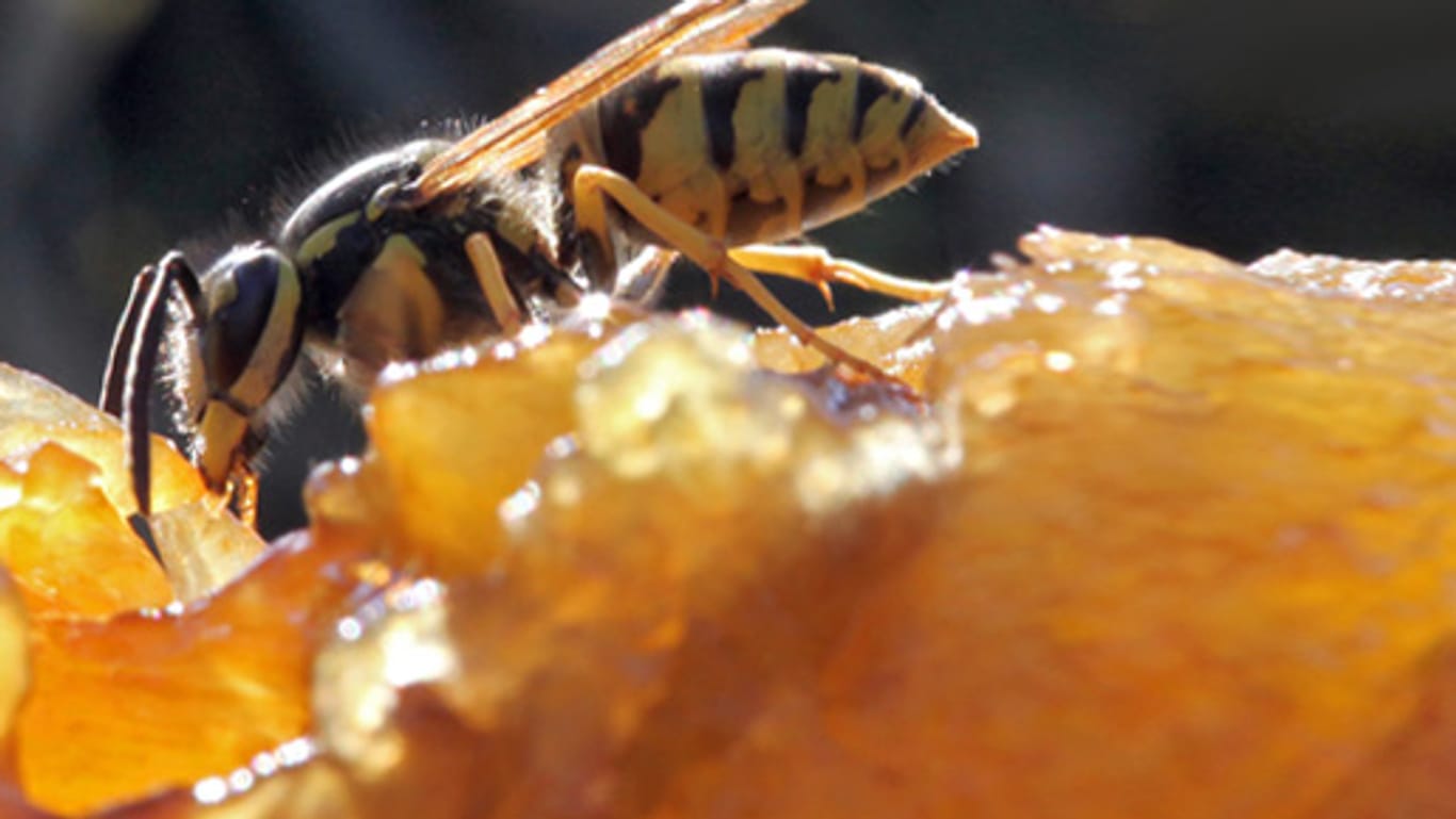 Wespen: Im Spätsommer gehen die Tiere vor allem an zuckerhaltige Lebensmittel.