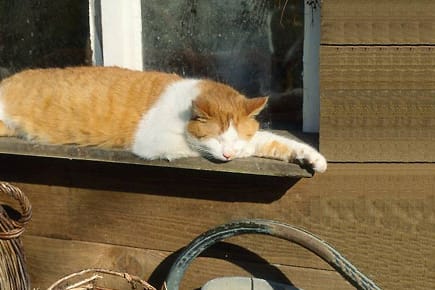 Alte Katzen schlafen viel.