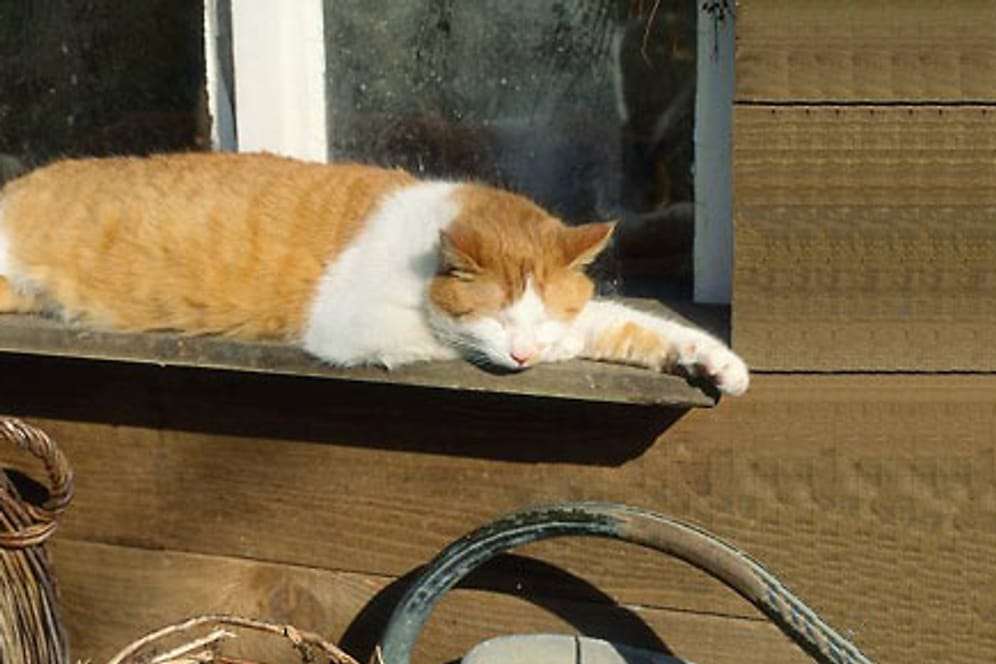 Alte Katzen schlafen viel.