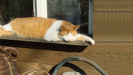 Alte Katzen schlafen viel.