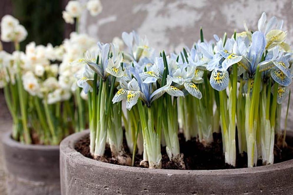 49+ Blumen Februar Draußen, Die folgende übersicht zeigt blumen,