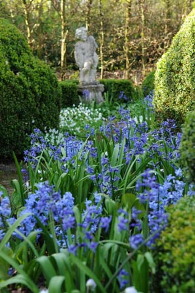 Blumenzwiebeln