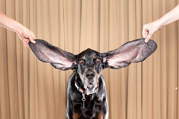 Ein Black and Tan Coonhound namens Harbor hat mit 31,1 cm (linkes Ohr) und 34,3 cm (rechtes Ohr) die längsten Ohren eines lebenden Hundes.