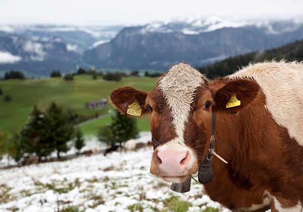Die Kühe im Schweizer Furggels können gelassen bleiben: Ein neues Hoch sorgt bald für Tauwetter. Die Kühe im Schweizer Furggels können gelassen bleiben: Ein neues Hoch sorgt bald für Tauwetter.