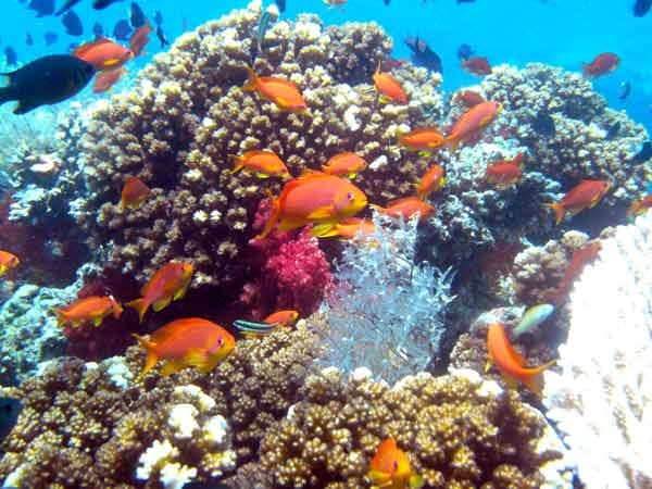 Fidschi Inseln/Fidschi: Ruhige farbenfrohe Lagunen innerhalb schützender Felsenriffe hüten die wunderschöne Unterwasserwelt. Als Hauptstadt der Weichkorallen bieten die Fidschis Tauchern einfach alles.