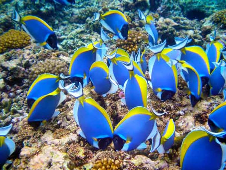Mahe/Seychellen: Mit 115 Inseln sind die Seychellen ein wahres Taucherparadies. Dank unbewohnter Natur erleben hier Taucher eine unberührte Unterwasserwelt.