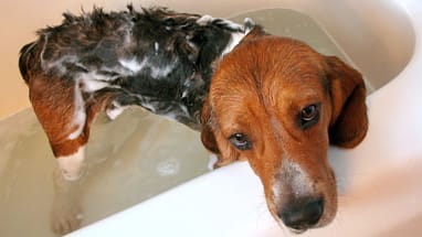 Ist das Fell schmutzig, muss der Hund gebadet werden.