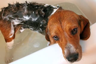 Ist das Fell schmutzig, muss der Hund gebadet werden.