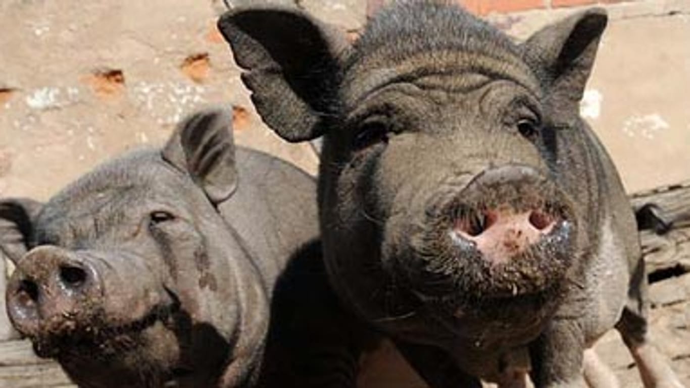 Im "Pigs Paradise" können Schweine ihren Lebensabend genießen.