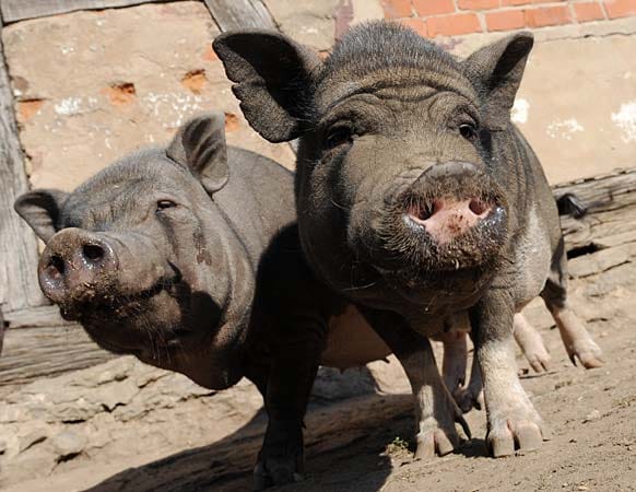 Zwei Minischweine blicken auf dem Areal von "Pigs Paradise" in Erlensee bei Hanau neugierig in die Kamera.