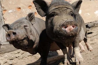 Zwei Minischweine blicken auf dem Areal von "Pigs Paradise" in Erlensee bei Hanau neugierig in die Kamera.