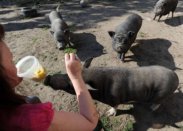 Doris McGinness füttert Minischweine. Sieben Minischweine, ein Microschwein und ein Hängebauchschwein haben in dem Tierheim für Schweine Unterschlupf gefunden.