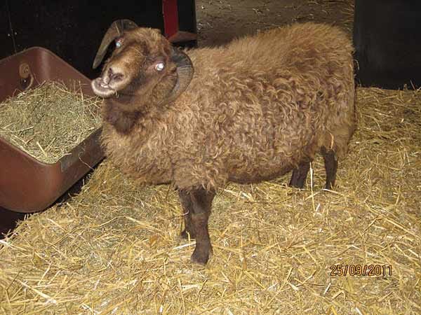 "Ein Schaf im "Tierpark Aachen"."