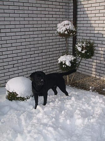"Labrador "Rex" hat ein Schneenäschen."