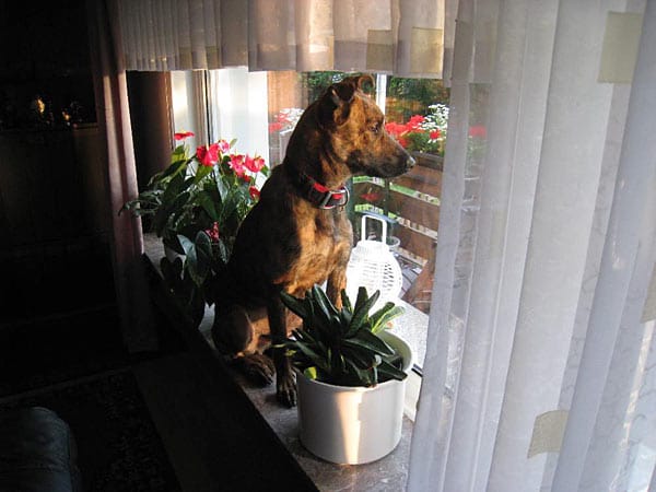 "Unser neuer Gast "Scooby" an seinem ersten Tag bei seinen neuen Pflegeeltern. Hier beim Erkunden der neuen Nachbarschaft während des Sonnenuntergangs von der Fensterbank aus."
