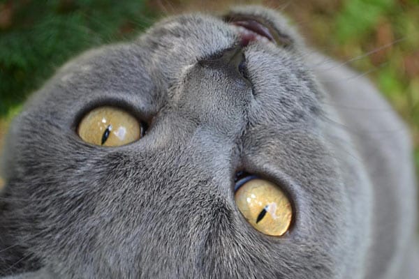 "Das Besondere an Karthäuser-Katze "Kathy" sind die tollen Augen."