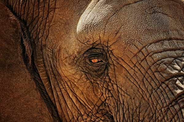 "Die Augen eines Elefanten lügen nie."