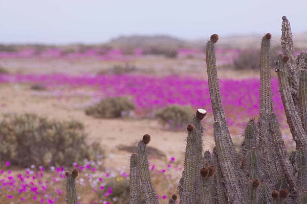 Und obwohl sie im trockensten Teil der Erde liegt, verwandelt sich der trockene Wüstenboden ein mal im Jahr in eine Farbpracht, wie sie erstaunlicher nicht sein könnte.