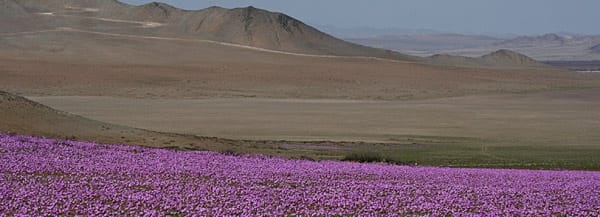 In diesem Jahr gab es für Chile ungewöhnlich viel Niederschlag und im Norden, wo die Wüste liegt, außerdem starke Schneefälle, weshalb das Naturereignis dieses Jahr (2011) besonders ausgiebig auftreten kann.