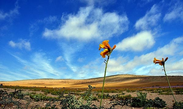 Meist erstreckt sich die Blütenpracht in der Küstenregion Atacamas. Sie grenzt im Westen an den Pazifik, im Norden an Peru und im Osten an Bolivien und Argentinien.
