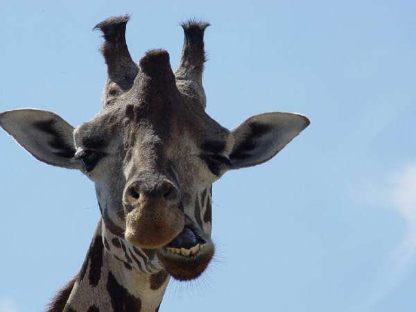 Giraffe beim fressen in einem Safaripark in Italien beim Gardasee
