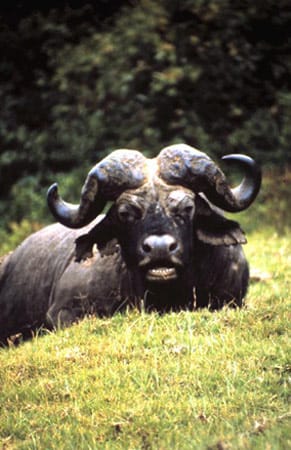 Büffel mit Kampfspuren an den Hörnern