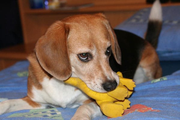 Beagle Chester, er ist auch im Alter von 10 noch sehr verspielt.