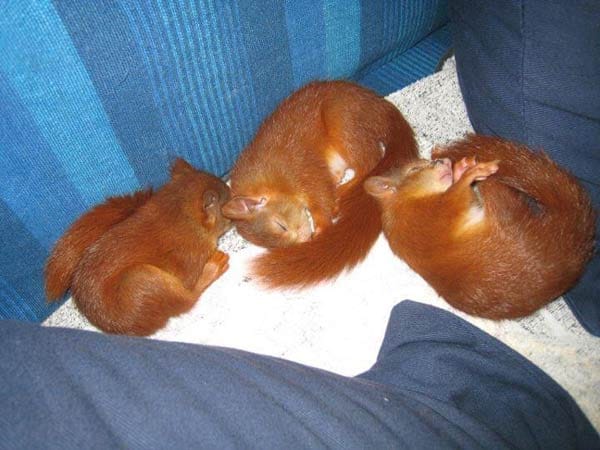 Eichhörnchenfindelkinder, Fiete, Paula und Floh, jetzt ausgewildert. Verwaiste Hörnchenbabys aufpäppeln ist mühsam, aber auch total befriedigend und superniedlich.