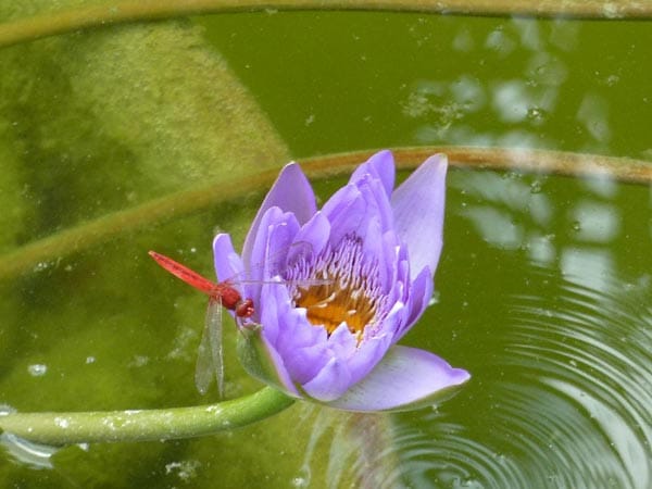 Eine rote Lybelle auf einer Lotusblume in Myanmar